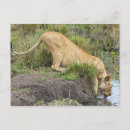 Recherche de lion femelle cartes postales Faune