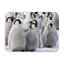 Recherche de copains magnets Drôle