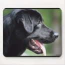 Recherche de labrador retriever noir tapis souris Laboratoire