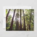 Recherche de muir vœux cartes Arbres