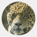 Recherche de jaguar animal autocollants Faune