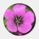 Recherche de géranium magnets Rose