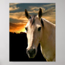 Recherche de visage de cheval posters Portrait