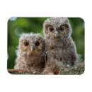 Recherche de deux animaux magnets Oiseau