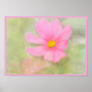 Recherche de cosmos posters Fleurs