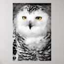 Recherche de plume de hibou posters Beau