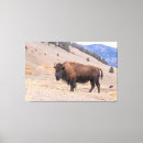 Recherche de bison toiles Faune