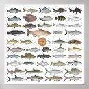Recherche de stingrays posters Poisson