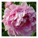 Recherche de pivoine posters Poitrine rose
