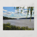 Recherche de saule vert cartes postales Feuillage