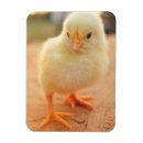 Recherche de poussins de bébé magnets Animal