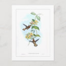 Recherche de colibris cartes postales Illustration