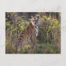 Recherche de tigresse cartes postales Nature