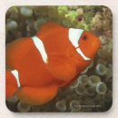 Recherche de clownfish dessous de verres Nature