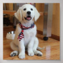 Recherche de chien blanc posters Adorable