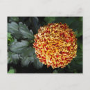 Recherche de conservatoire des fleurs Plante