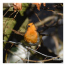 Recherche de petits oiseaux posters Robin