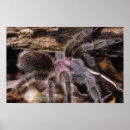 Recherche de tarantula posters Rose