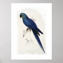 Recherche de ara art Faune