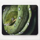 Recherche de boa tapis souris Animal