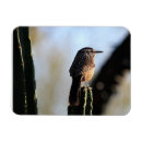 Recherche de de cactus magnets Oiseau