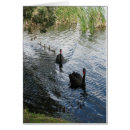 Recherche de cygne noir cartes postales Ouest