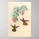 Recherche de oiseaux vintages art Colibri