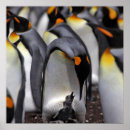 Recherche de poussin pingouin posters Animal