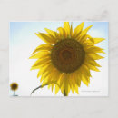 Recherche de le toscan cartes postales Agriculture