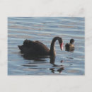 Recherche de cygne noir cartes postales Lac