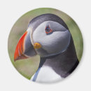 Recherche de oiseau macareux magnets Animaux