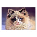 Recherche de caresse art Minou