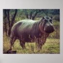 Recherche de hippopotames posters Afrique