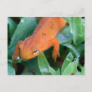 Recherche de salamandre cartes postales Animal