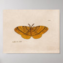 Recherche de dessin scientifique posters Papillon