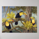 Recherche de toucan posters Noir