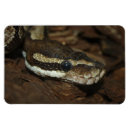 Recherche de python magnets Brun