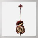 Recherche de physiologie posters Intestin