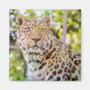 Recherche de chat sauvage magnets Nature