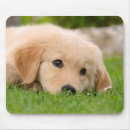 Recherche de chiot golden retriever tapis souris Dog