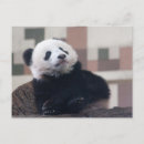 Recherche de panda drôle cartes postales Chine