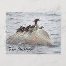 Recherche de poussins cartes postales Pour tous