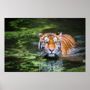 Recherche de bengal tiger posters Nature