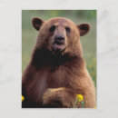 Recherche de ours de la californie cartes postales Nature