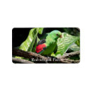 Recherche de perroquet rouge Coloré