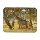 Recherche de tanzanie magnets Girafe