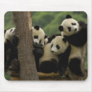 Recherche de panda électronique Comportement