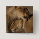 Recherche de panthera badges Lion