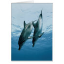 Recherche de image de dauphin cartes postales Délimiteur danita