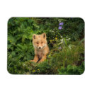 Recherche de renard de bébé magnets Faune